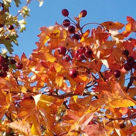 Eifelperle Blankenheim (North Rhine-Westphalia)