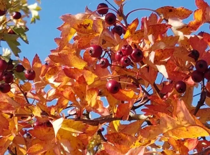 Eifelperle Blankenheim (North Rhine-Westphalia)